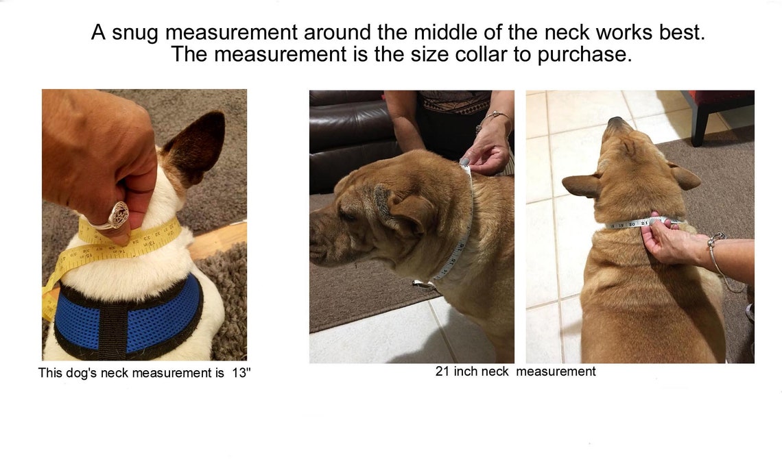 Blind Dog Bumper Collar 12 Neck Red Fur With STANDARD Etsy