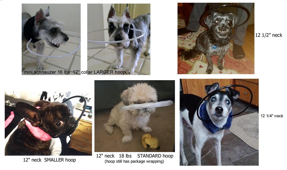 Blind Dog Bumper Collar 12 Neck Red Fur With STANDARD Etsy