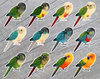 Yellow Sided Conure Stickers for Sale  Redbubble