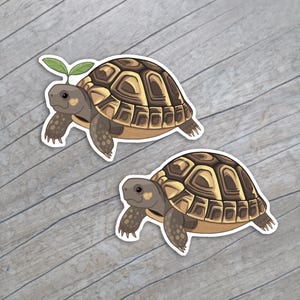 Puede incluir: Dos pegatinas de vinilo troqueladas que muestran una tortuga marrón con un caparazón estampado. Una tortuga tiene un pequeño brote verde en la espalda, mientras que la otra es sencilla. Ambas tienen piel gris oscuro, manchas claras y garras.
