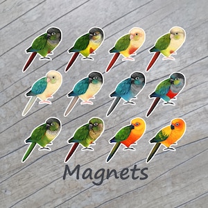 Aimant conure / Conures mignonnes / Joue verte du CCG / Conure joue verte / Art d'oiseau perroquet à joues vertes / Birb