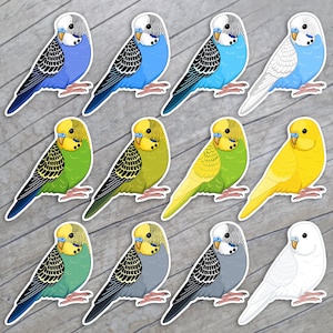 Budgie stickers / Cute Budgerigar / parrakeet / Parrot magnets bird art / birb