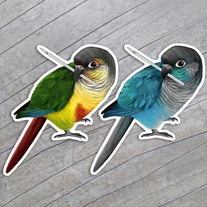 刺しゅうのある緑の頬のコンゴウインコのステッカー / 針のあるコンゴウインコ / GCC の緑の頬 / オウムの緑の頬の鳥のアート / 鳥 / 針のある鳥