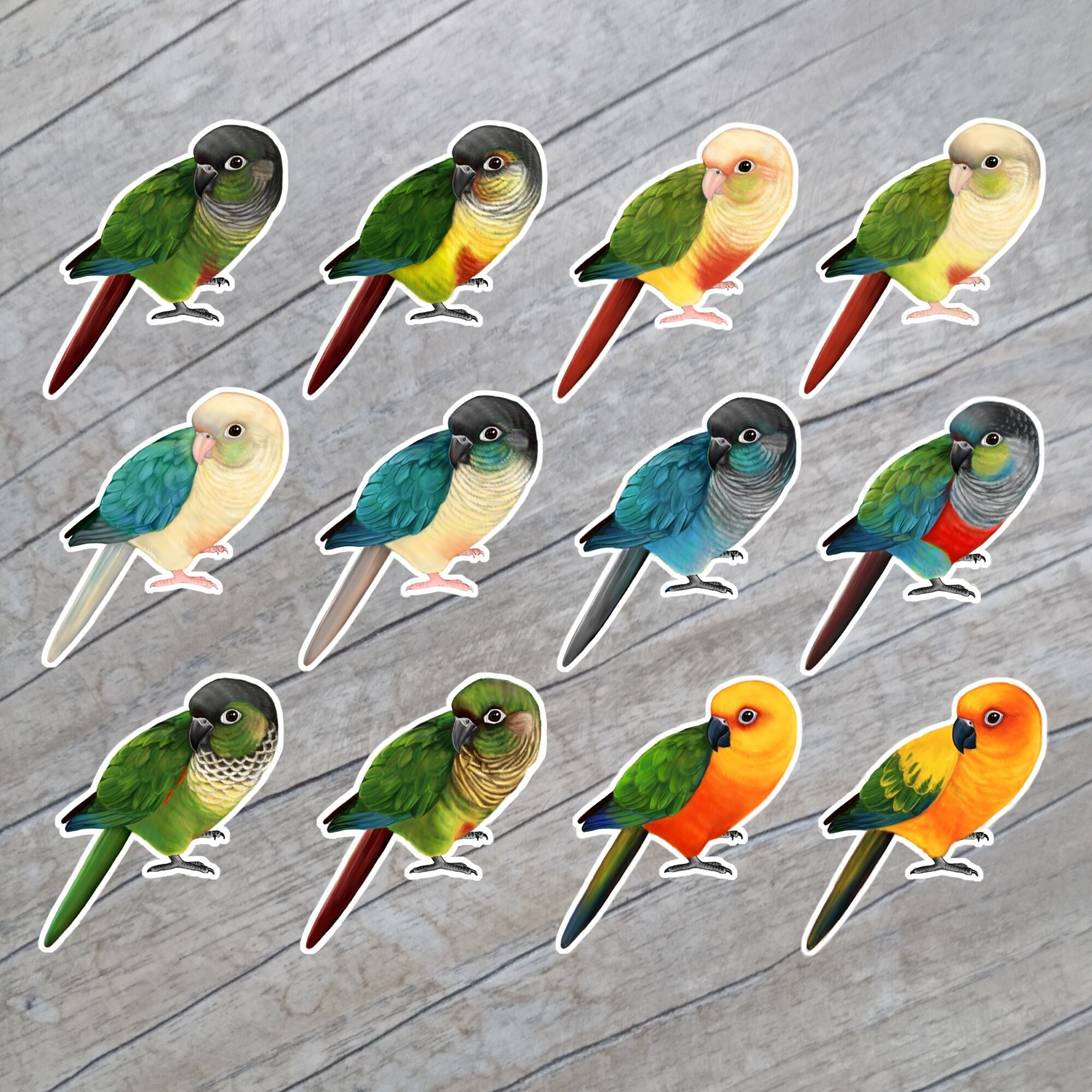 Green Cheek Conure Australia