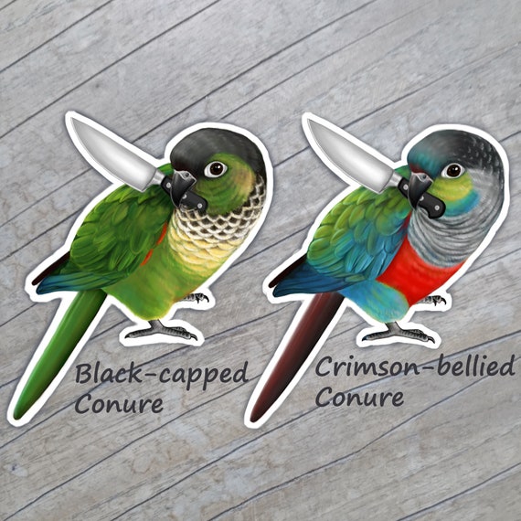 Stabby black capped conure sticker crimson bellied knife conures Parrot  bird art birb magnet birds with knives