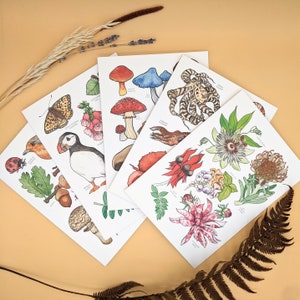 Ensemble de cartes nature - lot de 5 cartes de voeux - faune britannique - cartes automne - cartes vierges scientifiques - cartes amoureux de la nature - art animalier floral