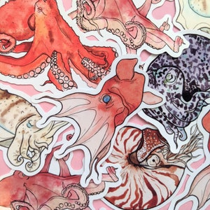 Cephalopod Sticker Pack - Octopus Laptop Stickers - Educational Animal Stickers - Science Set - Nature - Squid Nautilus Cuttlefish Octopuses