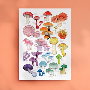 Rainbow Mushroom Print - Mushrooms Print - Toadstool Wall Art - Mushroom Decor - Botanical Print - Fungi Poster - Kitchen Home Decor