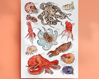 Cephalopods Print - Octopus Species Art - Underwater Nature Print - Watercolour Illustrations - Ocean Poster - Nature Prints - Science Print