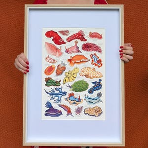 May include: A framed print featuring a collection of colorful sea slug illustrations. The artwork showcases various species in shades of red, orange, yellow, green, blue, and purple. The print is encased in a light-colored wooden frame.