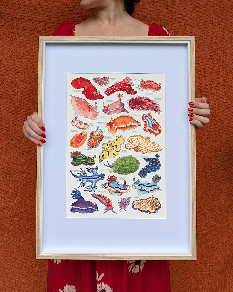 May include: A framed print featuring a collection of colorful sea slug illustrations. The artwork showcases various species in shades of red, orange, yellow, green, blue, and purple. The print is encased in a light-colored wooden frame.