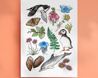 Küsten Natur Druck - Puffin Kunst - Cornwall Natur Poster - Cornish Wildlife - Wildtier Kunstdruck - Britische Küste - Illustriertes Poster