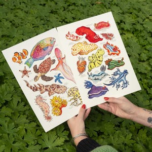 May include: Two-page print featuring colorful illustrations of various sea creatures, including fish, turtles, and sea slugs. The artwork showcases a variety of marine life with detailed depictions and vibrant colors. The print is held against a backdrop of green foliage.