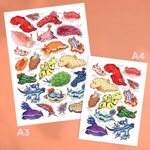 May include: Two art prints featuring colorful illustrations of various sea slugs. The prints, labeled A3 and A4, showcase detailed drawings of the marine creatures in shades of red, yellow, blue, and green, with scientific names below each illustration.