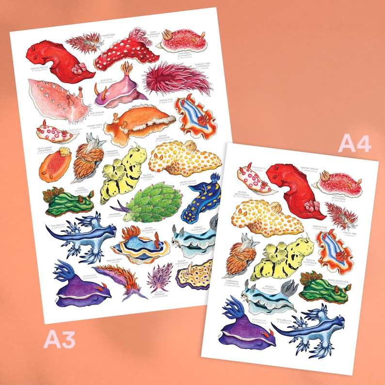 May include: Two art prints featuring colorful illustrations of various sea slugs. The prints, labeled A3 and A4, showcase detailed drawings of the marine creatures in shades of red, yellow, blue, and green, with scientific names below each illustration.