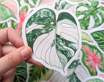 Pegatina de hoja de Monstera Albo: Calcomanía de planta en acuarela