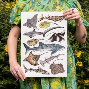 Watercolor Sharks & Rays Print: Ocean Illustration, Kids Playroom Decor