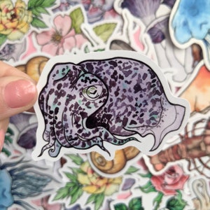 Squid Sticker - Disco Hummingbird Squid - Cephalopod Decorative Sticker - Ocean Sea Creature Laptop Stickers - Nature Vinyl Sticker Set