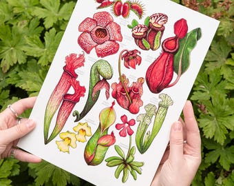 Carnivorous Plants Watercolor Print: Botanical Natural History Poster
