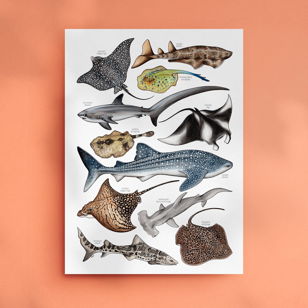 Sharks & Rays Print - Shark Art - Manta Ray Wall Art - Ocean ...