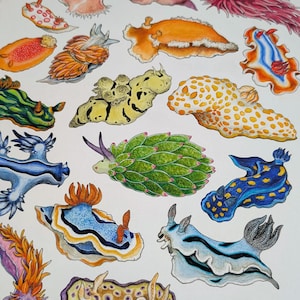 May include: A collection of colorful sea slug illustrations. The artwork features various species in shades of orange, blue, green, yellow, and white. Each slug has unique patterns and textures, showcasing the diversity of marine life.