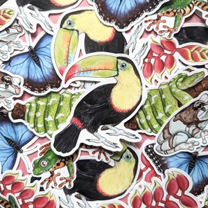 Ensemble d'autocollants forêt amazonienne - Ensemble forêt tropicale - Autocollants éducatifs sur la nature - Ensemble scientifique - Grenouille, toucan et serpent - Assortiment de règne animal