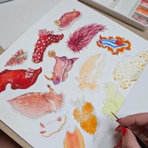May include: Watercolor painting of various sea slugs in vibrant colors, including red, pink, orange, and yellow. The artwork features detailed illustrations of the marine creatures on a white paper surface. A hand with a paintbrush is visible, suggesting the painting is in progress.