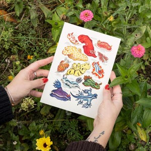 May include: A botanical illustration print featuring colorful sea slugs. The print showcases various species in shades of red, yellow, blue, and green. The artwork is held against a backdrop of green foliage and pink flowers.