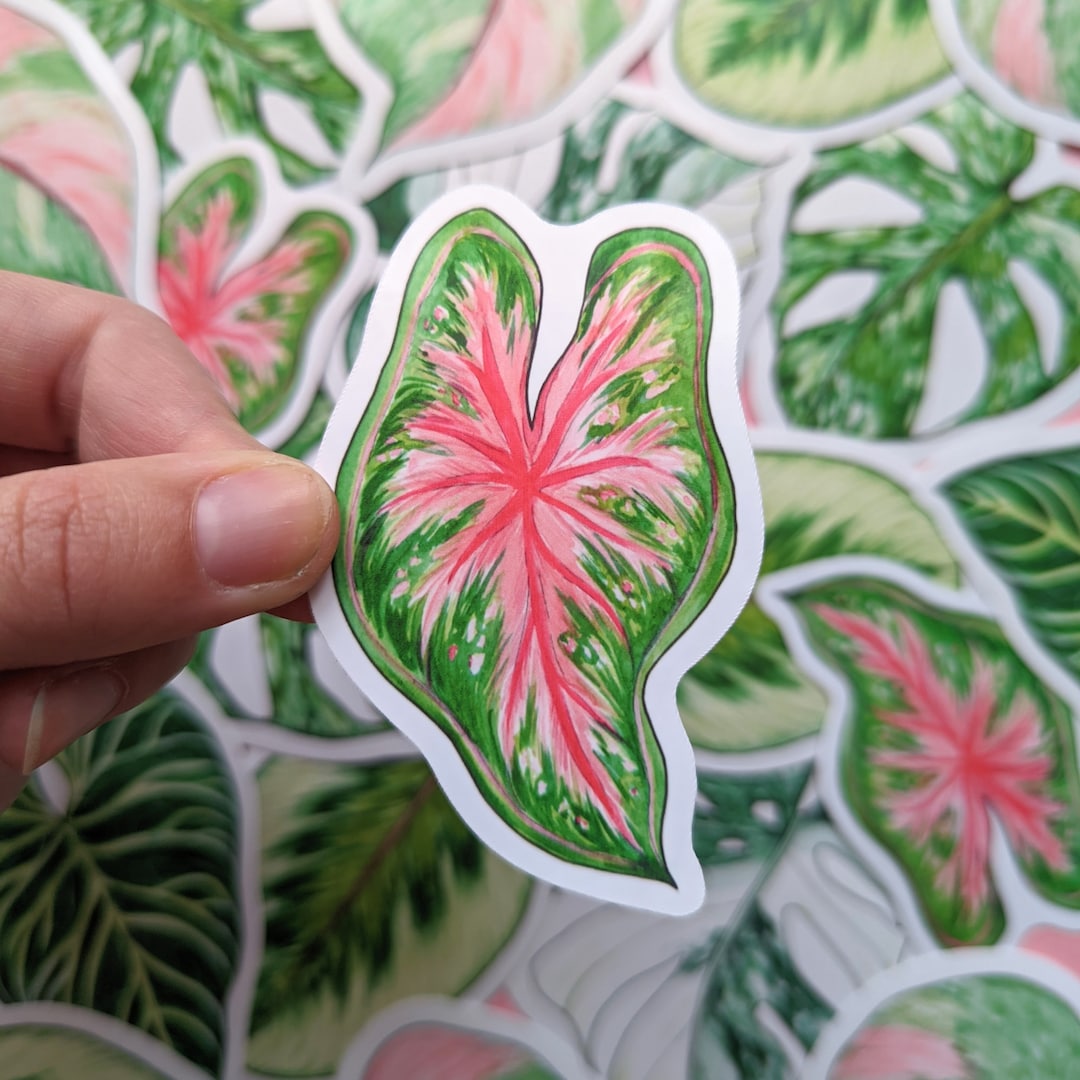 Tropical Leaf Sticker - Caladium Fast Flash Sticker - House Plant ...