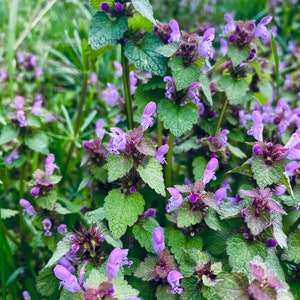 Könnte beinhalten: Eine Nahaufnahme eines Flecks mit lila Taubnesselblüten und grünen Blättern. Die Blüten sind in voller Blüte und die Blätter sind üppig und grün.