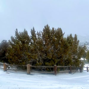 California Juniper Bundle Juniperus Californica 4-6 Stems 6oz Wild foraged in the Mojave Desert Mountains image 8