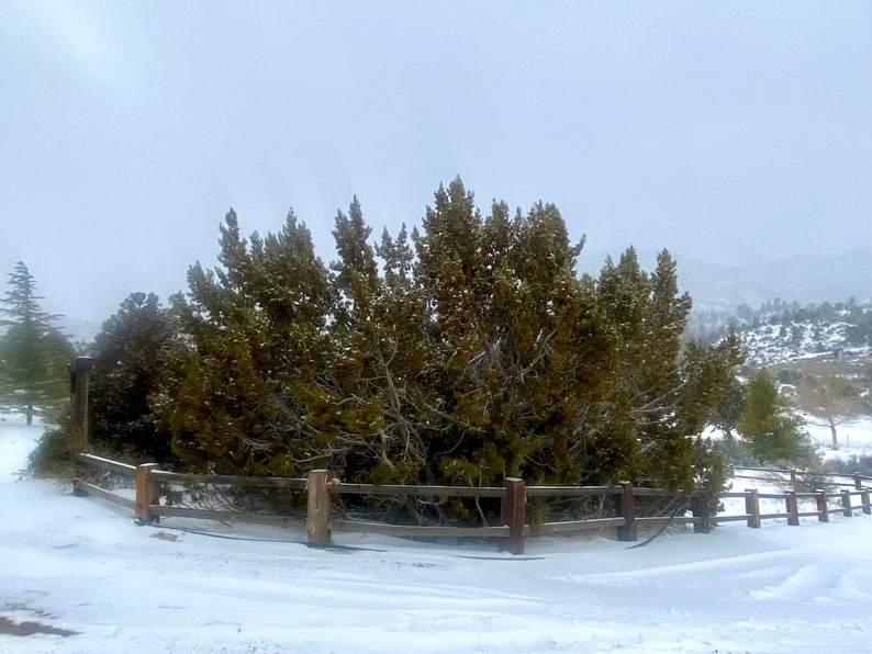 California Juniper Bundle Juniperus Californica 4-6 Stems 6oz Wild foraged in the Mojave Desert Mountains image 8