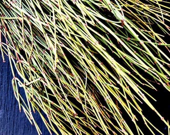 1 lb Fresh Cut Organic Wild-Foraged Green Mormon Tea from the California American West