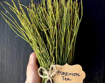 8 oz  Mormon Tea Fresh Cut Organic Wild-Foraged from the California American West