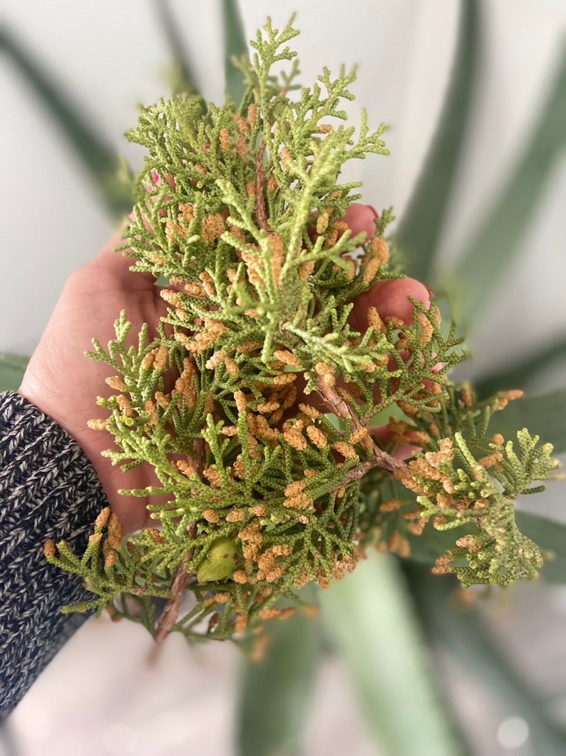 California Juniper Bundle Juniperus Californica 4-6 Stems 6oz Wild foraged in the Mojave Desert Mountains image 7