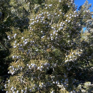 California Juniper Bundle Juniperus Californica 4-6 Stems 6oz Wild foraged in the Mojave Desert Mountains image 9