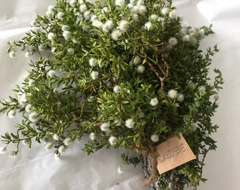 8 oz Fresh Cut Organic Mojave Desert Creosote (Chaparral) Hang in shower: Wild Foraged Herbal Creosote Bundle