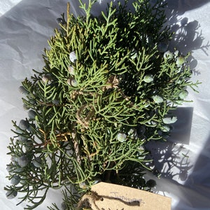 California Juniper Bundle Juniperus Californica 4-6 Stems 6oz Wild foraged in the Mojave Desert Mountains image 10