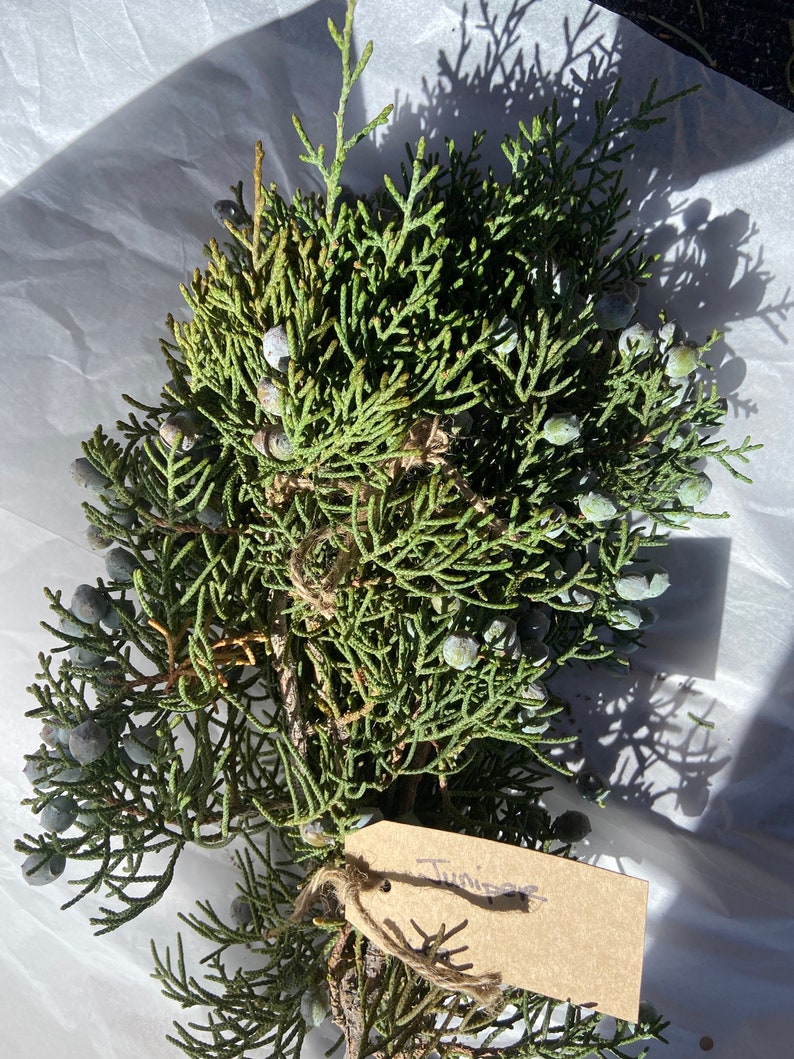 California Juniper Bundle Juniperus Californica 4-6 Stems 6oz Wild foraged in the Mojave Desert Mountains image 10