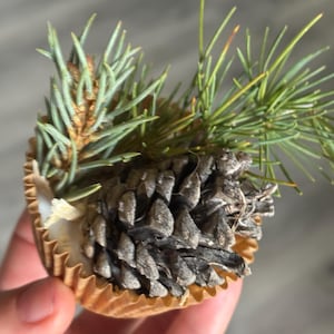 May include: A small, brown cupcake liner holds a pine cone and sprigs of green pine needles and blue-green pine branches. The pine cone is gray and textured. The cupcake liner is held in a person's hand.