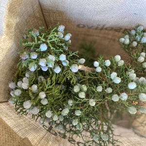 California Juniper Bundle Juniperus Californica 4-6 Stems 6oz Wild foraged in the Mojave Desert Mountains image 4