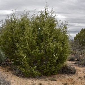 California Juniper Bundle Juniperus Californica 4-6 Stems 6oz Wild foraged in the Mojave Desert Mountains image 6