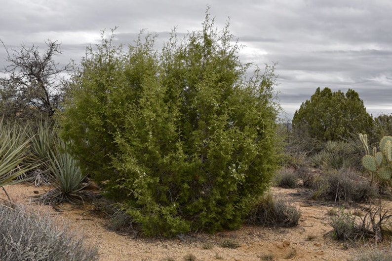 California Juniper Bundle Juniperus Californica 4-6 Stems 6oz Wild foraged in the Mojave Desert Mountains image 6