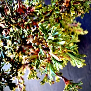 8 oz Organic Fresh Cut California Bitterbrush - Wild Foraged.