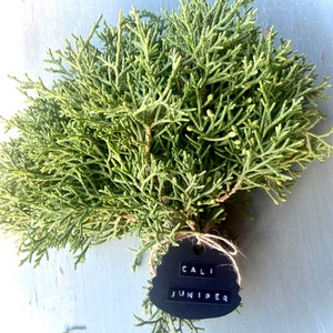 California Juniper Bundle Juniperus Californica 4-6 Stems 6oz Wild foraged in the Mojave Desert Mountains image 1