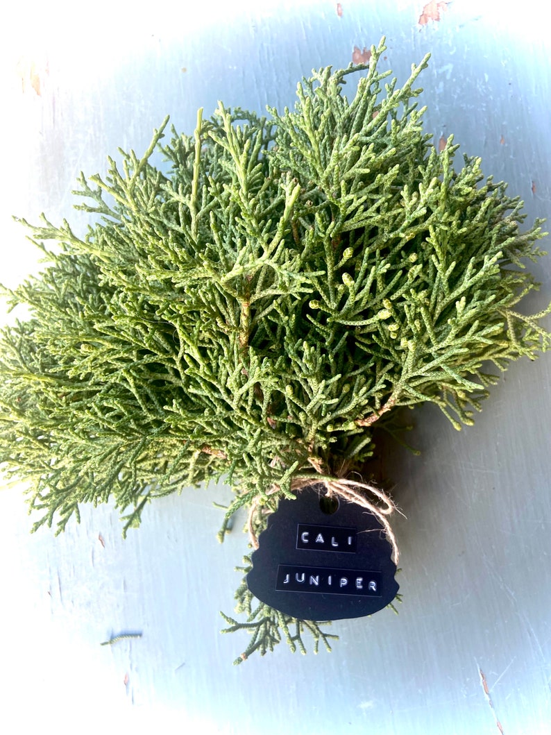 California Juniper Bundle Juniperus Californica 4-6 Stems 6oz Wild foraged in the Mojave Desert Mountains image 1