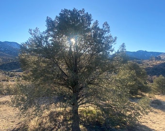 5 lbs. California Single-leaf Pinyon Pine (Pinus monophylla) 50-60 stems • Mojave Desert Mountains- WHOLSALE BULK DISCOUNT