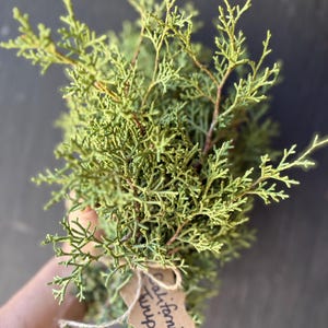 May include: A bunch of green California Juniper sprigs tied together with twine and a brown paper tag that reads "California Juniper".
