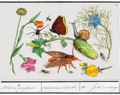 vintage Natural History Ensemble insect flower print digital download image crafts journals stationery decoupage