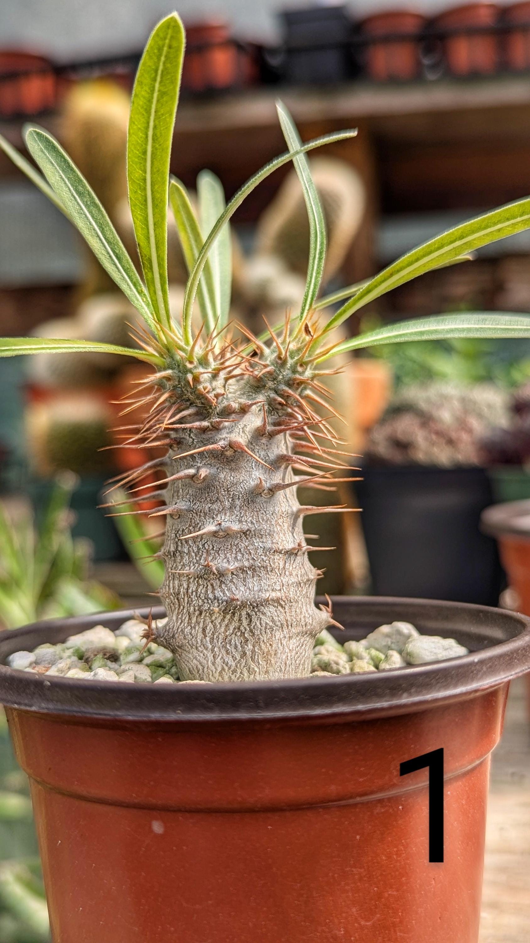 グラキリス　現地球　TAKAO グラキリス現地球激レアピンポン球 【公式通販】